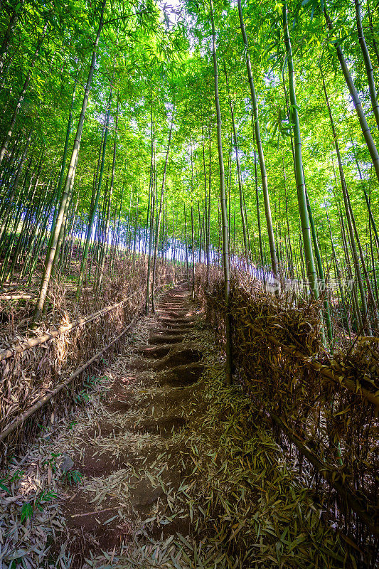 竹林在木仓柴，Yen Bai，越南。美丽的绿色自然背景。自然和背景概念。